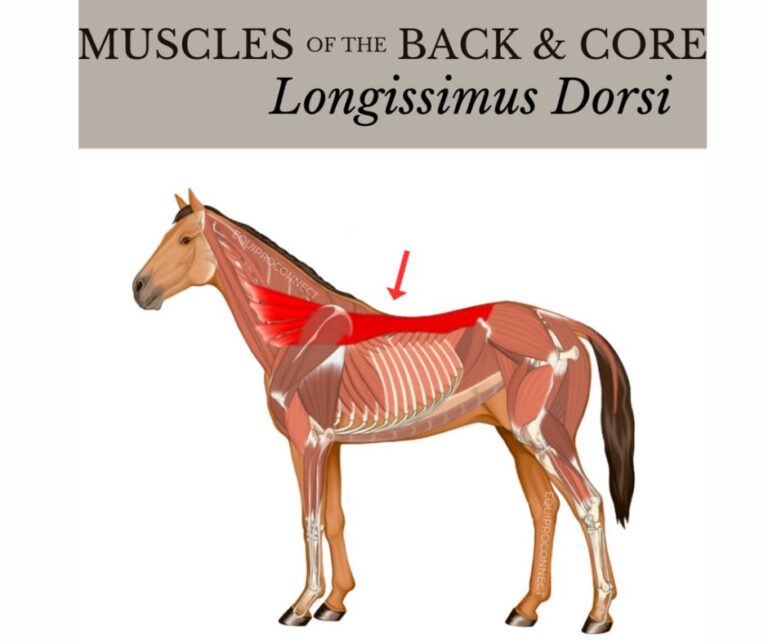 Backstrap Muscle The Main Anatomy Of The Horse’s Back You Need To Know - Animal ...