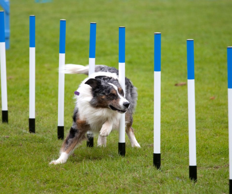 Improving Canine Sports Performance with Osteopathy: A Guide for Active ...